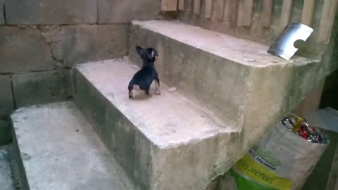 Adorable Baby Pinscher Climbing Stairs