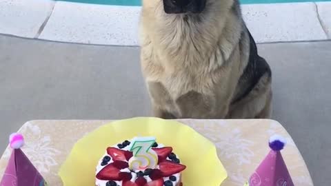 German shepherd birthday party