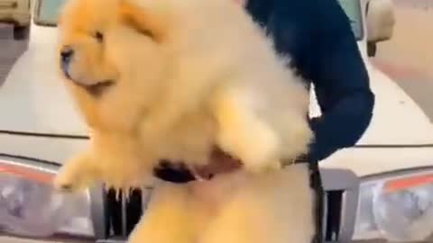 World healthest CHOW CHOW DOG