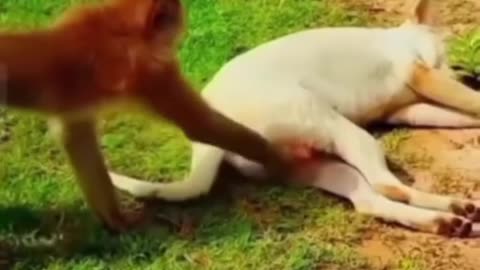 Dog 🐕 And Monkey 🐒 Funny Sence 🙂🤣🤣🤪