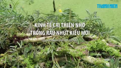 trồng rau nhút