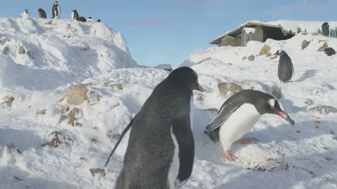 Sweet Baby Penguins Waddling Around!