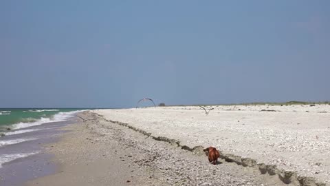 Dachshund Dog Scares Seagulls on a Summer Beach. Slow Motion