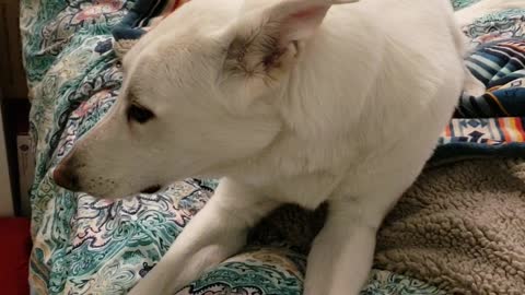 Dog Sings Along to Favorite Song