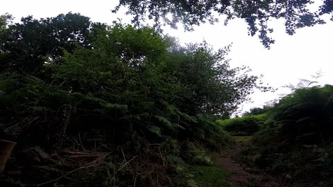 Sugar Loaf - Thrashing Through the Ferns in 4k - 17 07 2023