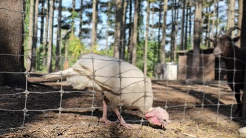 Adorable 1-Day-Old Turkey Chicks Explore Wisconsin's Enchanting Backwoods!