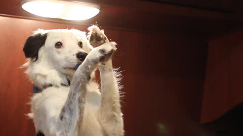 Border Collie's heart-warming bedtime routine