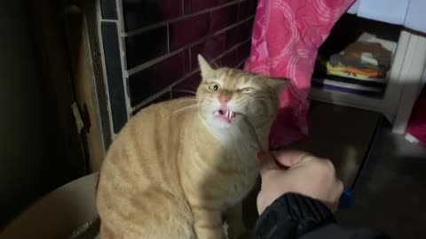 a cat that eats delicious fish