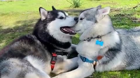 World's funniest HUSKY Videos 🤣