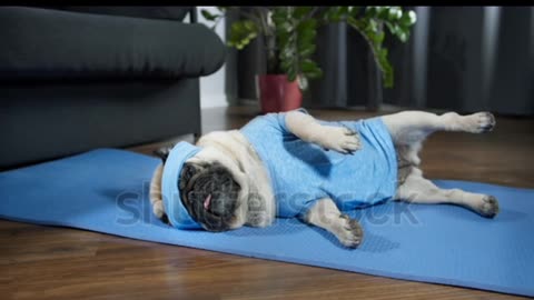 Funny Lazy pug dog