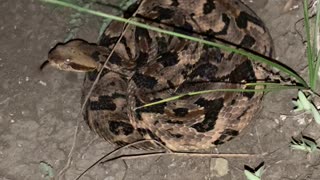 Timber Rattlesnake Unraveling in Texas