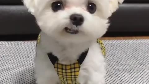 Cute Little Puppy Dressed Up Before Going For Walk