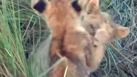 Lion cubs fight amazing lions cubs