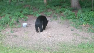 Black Bear Confused by Bird Feeders