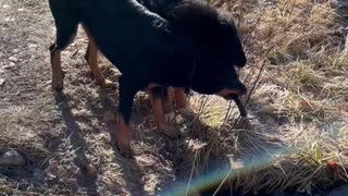 Beauceron & Bernese Mtn Dog