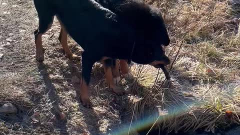 Beauceron & Bernese Mtn Dog