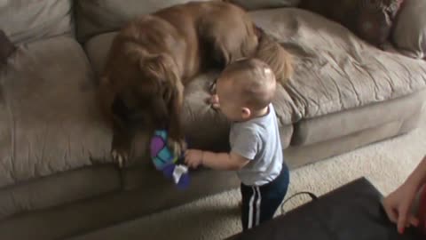 Baby and dog fighting for the toy Cute moment between Dog and Baby.