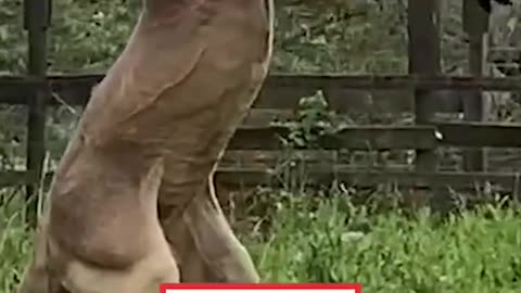 Kangaroo Flexes For Camera