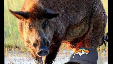 Javelina vs Feral Pigs