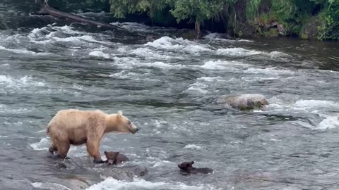 Bear Cubs Swim Against River's Current