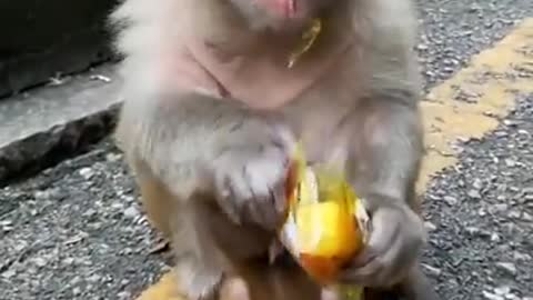 Monkey mom with her cute baby accepting food