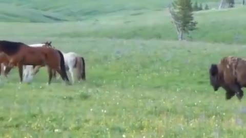 Bison and horse face to face ecounter