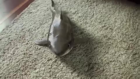 Harmless baby shark