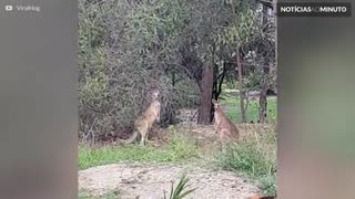 Como impedir uma luta de cangurus!