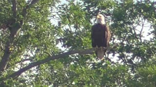 56 Toussaint Wildlife - Oak Harbor Ohio - Bold Eagle