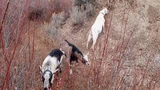 Snicker and Doodle playing king of the hill with Bruce