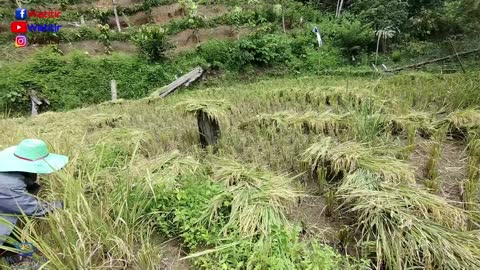 Menuai Padi dengan cara Semi Tradisional - Watitir di Kg Kindasan Keningau