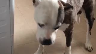 Dog can’t stopping eating out of the trash bin