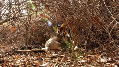 Tiger Teaches Her Cubs to Hunt | David Attenborough | Tiger | Spy in the Jungle | BBC Earth