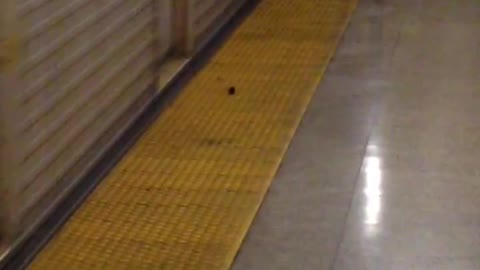 Small mouse runs with moving train in subway station