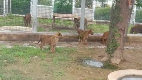 A group of lions are playing together