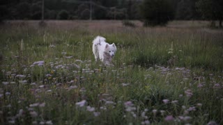 Free dog on the lawn