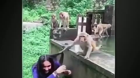 Funny monkey video - Cute Compilation