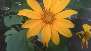 Beautiful sunflower flower filmed very close, a true splendor of beauty [Nature & Animals]