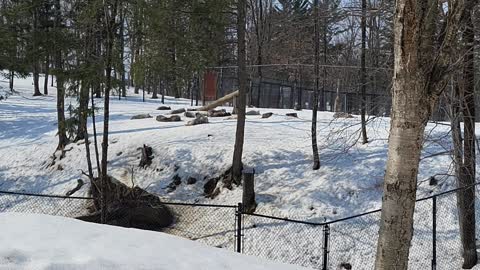 Winter Excursion to Parc Omega