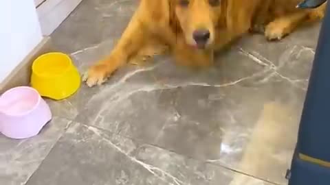 Golden retriever takes care of pregnant wife