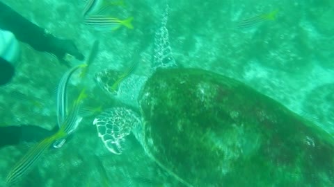 Sea Turtle feeding