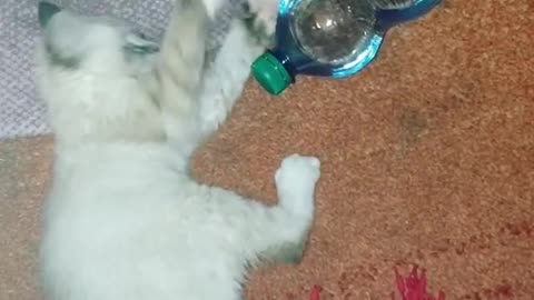 Water Bottle Playing With Caty