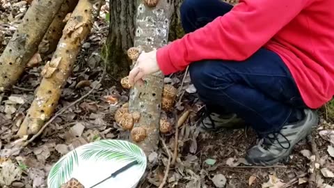 More Shiitake 🍄 Harvesting