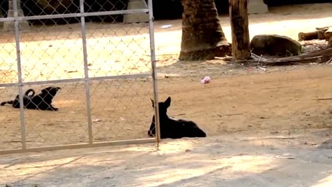 Prank Dog Funny & fake Lion and Fake Tiger ,Huge Box Prank to dog