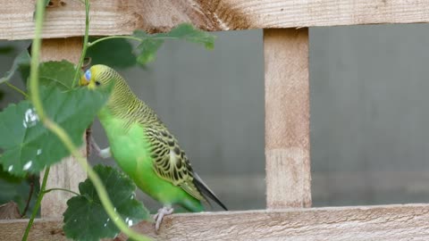 See a parrot grappling with a branch of the plant Haha how cuute it is