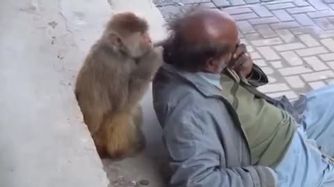 Funny clips of animals with rights