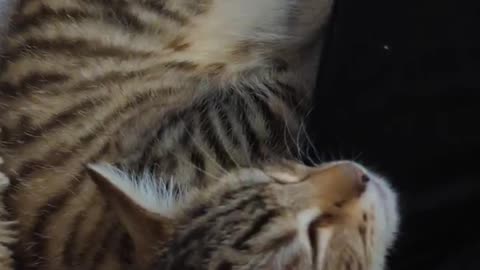 Kitten scratches his head and falls asleep instantly