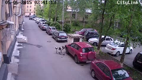 Dog thinks car is delicious (ORIGINAL TITLE: Собаки - подкрылки отгрызаки)