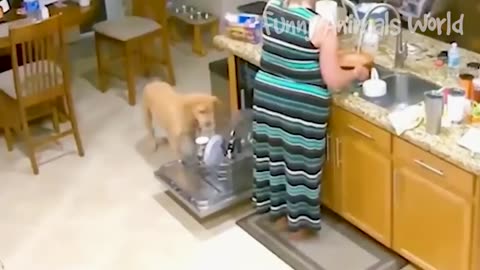 Funniest Cats And Dogs Videos