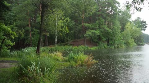 Real Rain in Forest | White Noise | Rain Sounds for Sleeping | ASMR | Rain on a Lake | Relax 💧💧💧 4K